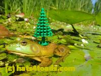 /home//u458753944/public_html/sourcegallery///Frogs/Bullfrogs 2016-08 Ontario/P8081376.JPG